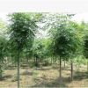 基地供應綠化苗木批發 欒樹苗 欒樹4-6cm 規格全 北欒 欒樹
