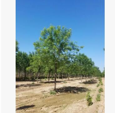 山東園林專用白蠟 優質大規格白蠟