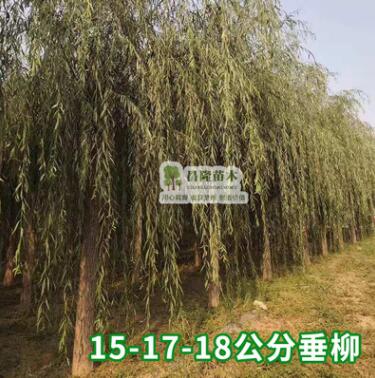 觀音柳盆栽檉柳小苗怪柳盆景山春柳陽臺老樁熟樁生樁沙柳花卉綠植