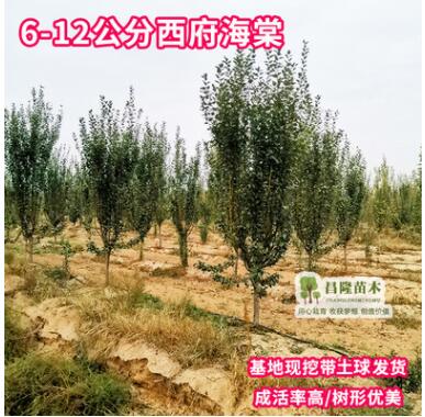 西府海棠樹苗花卉北方南方庭院植物觀花綠化樹苗基地直銷