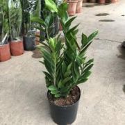 廣州小賀花卉園藝廠