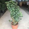 基地直銷福祿桐錢多多金錢兜老樁造型盆栽植物花卉批發(fā)