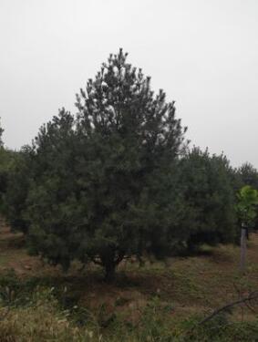 山東泰安瀟藝苗木白皮松 白紅玉蘭種植規范基地規格齊全量大從優