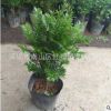 紅豆杉盆栽基地 廣州花卉基地直銷紅豆杉