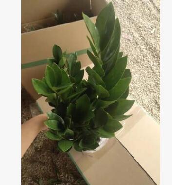 基地直銷 批發(fā)綠植 盆栽花卉 居家綠植 植物花卉 金錢樹150