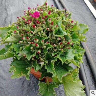 基地直銷 批發(fā)綠植 盆栽花卉 居家綠植 年宵花卉 富貴菊210