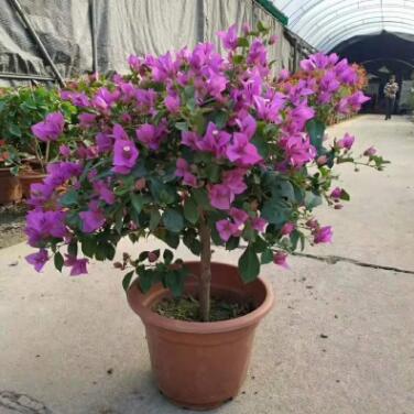 綠植盆栽 盆栽花卉 居家綠植 年宵花 紫色三角梅280#