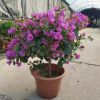 綠植盆栽 盆栽花卉 居家綠植 年宵花 紫色三角梅280#