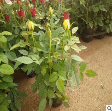 基地直供大花多花月季苗盆栽微型月季綠植玫瑰苗鉆石玫瑰苗