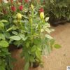 基地直供大花多花月季苗盆栽微型月季綠植玫瑰苗鉆石玫瑰苗