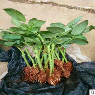 基地批發玫瑰種苗四季常開多花玫瑰花種苗鮮切扦插園藝玫瑰花種苗