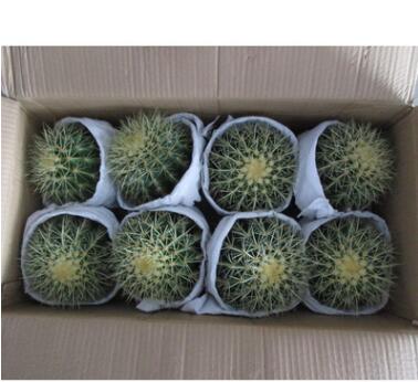 批發裸根原色金虎肉盆栽植物 仙人球仙人掌