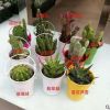 藤盆混裝仙人掌 多肉仙人掌 防輻射花卉綠植盆栽園藝