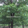 浙江桐鄉市供應三杉-香樟-產地直銷-大量