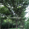 浙江桐鄉市供應三杉-櫸樹-產地直銷-便宜-交通便利