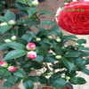 五色赤丹茶花盆栽批發 十八學士七仙女茶花小苗 帶花苞茶花樹苗花