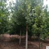 泰安綠化樹基地出售1-20公分法桐樹 批發規格齊全法國梧桐樹
