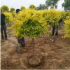 泰安綠化樹基地出售1-15公分金葉榆樹 金葉榆球 金葉榆小苗