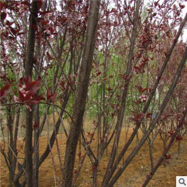 基地出售1-20公分紫葉李 紫葉李樹苗 紅葉李樹苗
