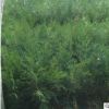 園藝場批發出售側柏苗 工程綠化側柏苗易成活易管理品種保障