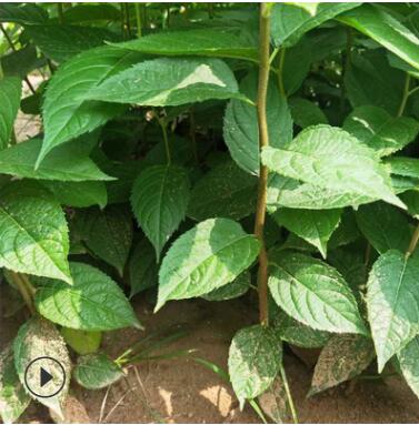 基地直銷優質杜仲苗1-5cm杜仲小苗 膠木苗絲綿樹苗杜仲樹苗易成活