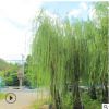 廠家直銷各規格行道樹綠化花木 優質垂柳綠化環境風景樹