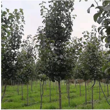 彩葉豆梨 三級觀賞樹高檔綠化樹青州苗木基地直銷