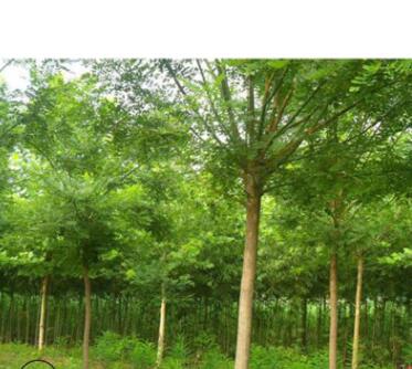 特價處理當年原生國槐小苗 速生國槐小苗 價格優惠