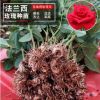 新品法蘭西玫瑰種苗基地直發 不足一年生玫瑰花小苗綠化工程苗木
