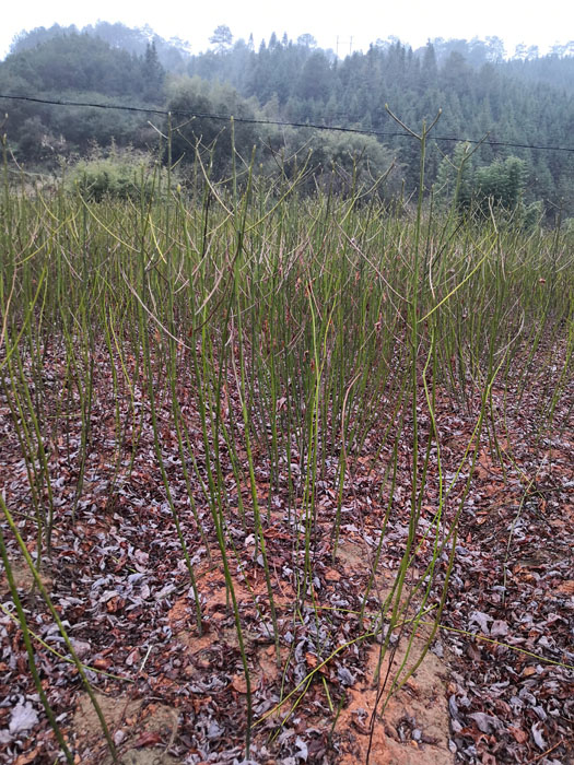 檫樹苗 檫木苗 檫樹種子