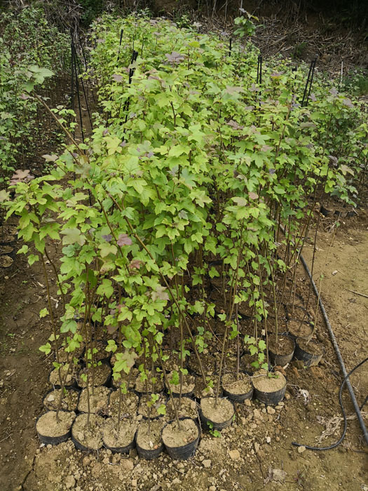 楓香袋苗 楓香容器苗 楓香杯苗