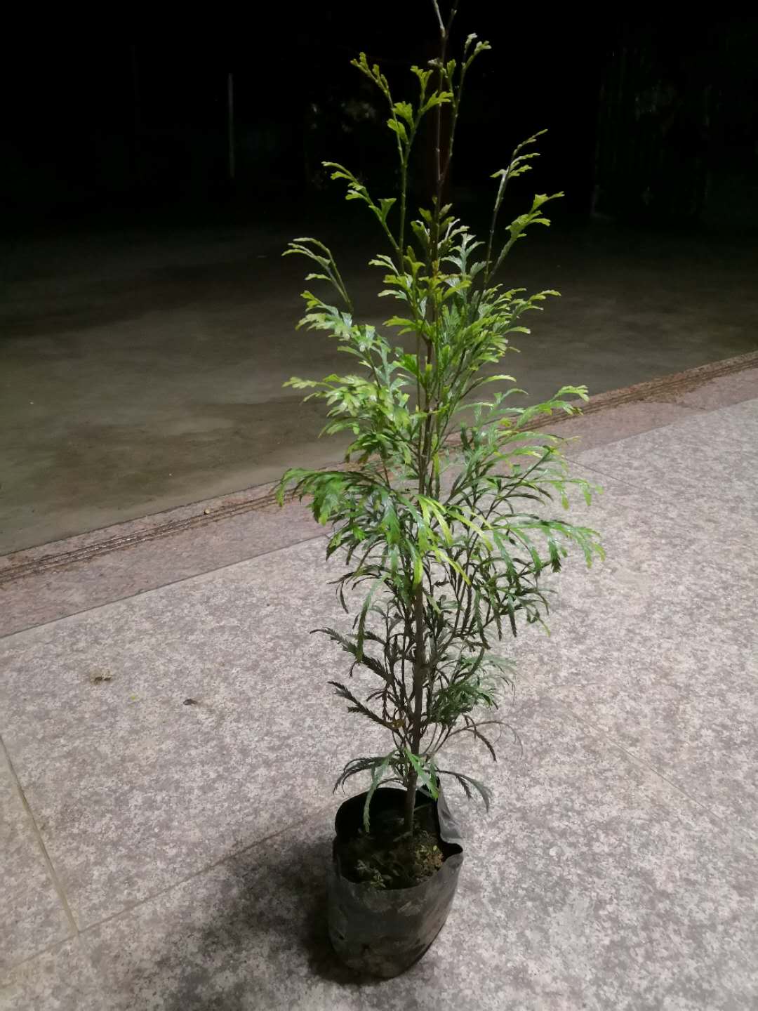 福建柏袋苗 福建柏苗 福建柏種子 建柏苗