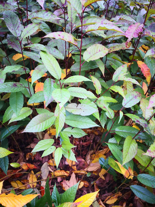 山櫻花苗 福建山櫻花苗 云南山櫻花苗