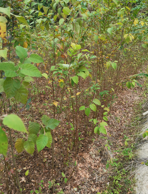 光皮樺袋苗 光皮樺種子 光皮樺苗 光皮樺樹種