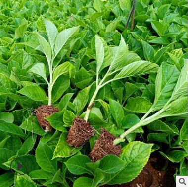 昆明基地長期供應玫瑰月季繡球康乃馨花苗多品種小單客戶