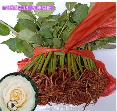 基地供應玫瑰月季花苗大花裸根玫瑰月季花苗蜜桃雪山玫瑰月季花苗