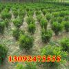 基地批發(fā)綠化苗 北海道黃楊 北海道黃楊小苗 北海道黃楊大苗