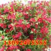 基地批發(fā)錦帶花苗 紅王子錦帶苗 花期超長量大 工程苗