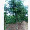 工程園林綠化皂角樹規(guī)格齊全皂莢樹綠化園林苗木皂角樹