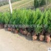 基地直銷檜柏小苗 塔柏 蜀檜苗園林工程綠化苗檜柏苗大小規(guī)格齊全