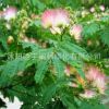 合歡樹苗 庭院花卉植物芙蓉樹 絨花樹苗合歡苗合歡小苗規(guī)格齊全