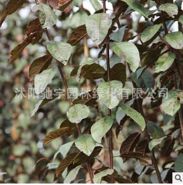 速生紫葉李苗基地直銷 紫葉李樹苗園林綠化苗木