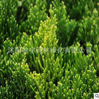 基地直銷龍柏小苗色塊灌叢綠化植物造型龍柏球園林公路用規(guī)格齊