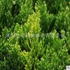 基地直銷龍柏小苗色塊灌叢綠化植物造型龍柏球園林公路用規(guī)格齊