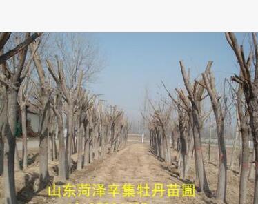 綠化樹木 垂柳柳樹 菏澤苗圃