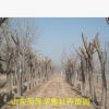 綠化樹木 垂柳柳樹 菏澤苗圃