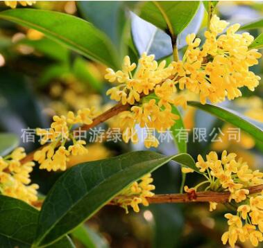 基地直銷桂花樹綠化花木庭院觀賞氣味芳香規格齊全