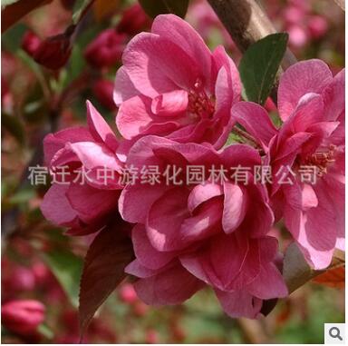 批發優質北美海棠樹南北方庭院種植易存活觀賞樹木規格齊全海棠