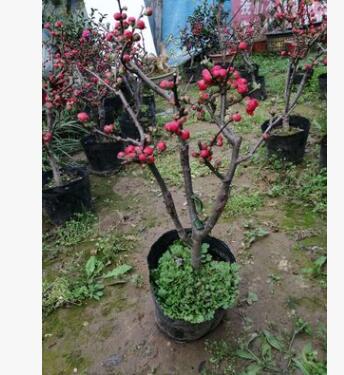 基地直銷嫁接海棠綠化木庭院種植陽臺盆栽裝飾規格齊全海棠