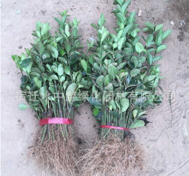 冬青綠化木四季常青行道耐寒庭院綠籬植物規格齊全基地直銷